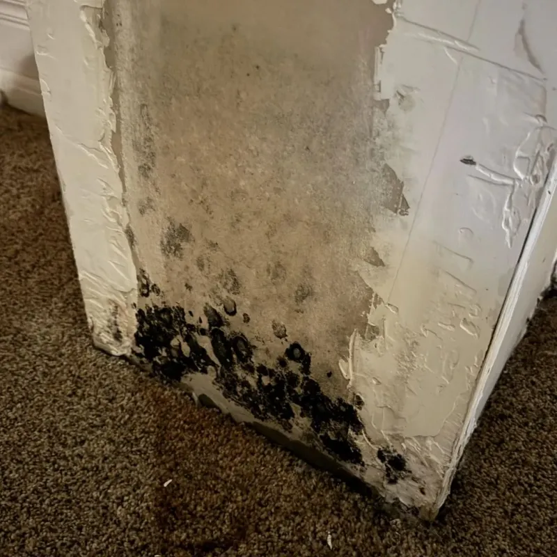 Professional Mold Removal in Tolono, IL